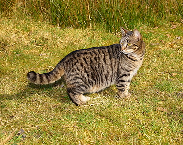 brown tabby cat standing on green grass at daytime thumbnail