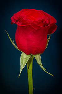 red Rose with green stem thumbnail