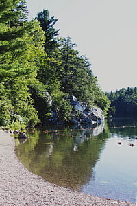 green leafed tree near lake during daytime thumbnail