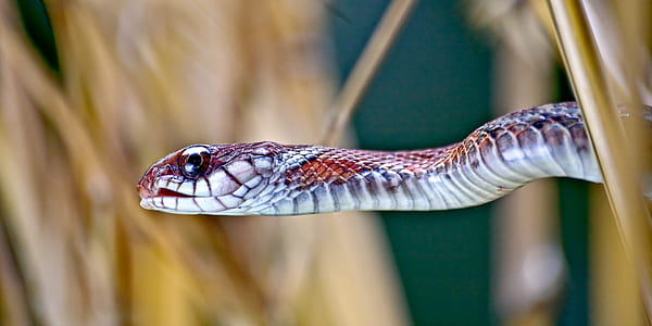 selective focus photography of brown snake thumbnail