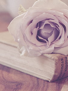 white rose on book thumbnail