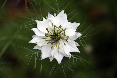 selective focus photography of white love-in-a-mist flower thumbnail