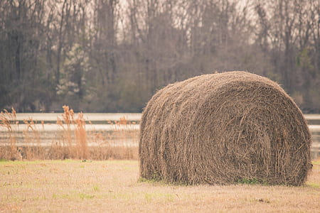 Sepia Tone Photography of Hay on Field thumbnail