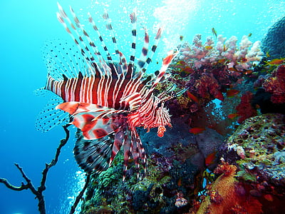 lion fish underwater thumbnail