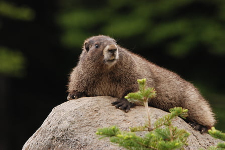 brown animal on grey rock selective-focus photography thumbnail