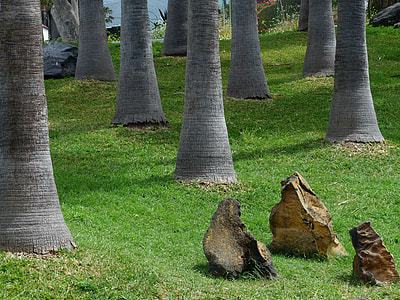 Palm Trees, Palm Trunks thumbnail