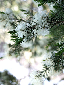 White Bottlebrush, Callistemon Salignus thumbnail