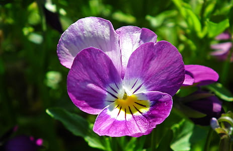 purple petaled flower thumbnail