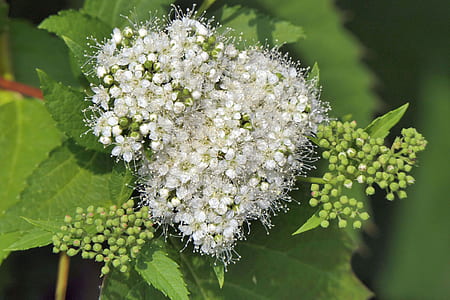 macro photo of white flowers thumbnail