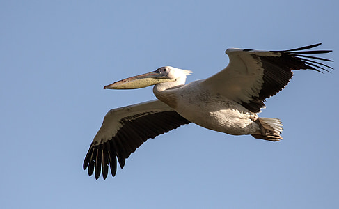white and black egret flying under blue sky thumbnail