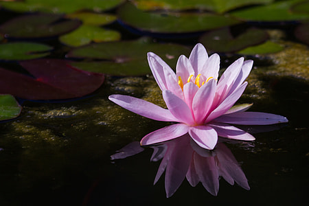 pink lotus flower thumbnail