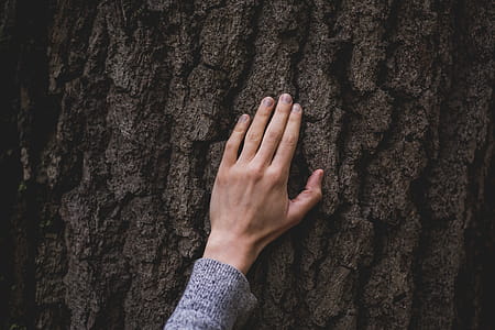 Hand On Tree Bark Photo thumbnail