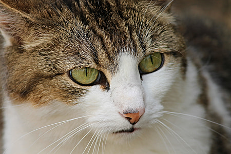 closeup photo of brown tabby cat thumbnail