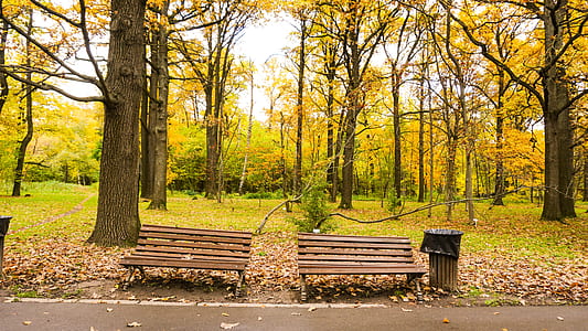 two brown wooden bench beside trash can with tall yellow trees background thumbnail