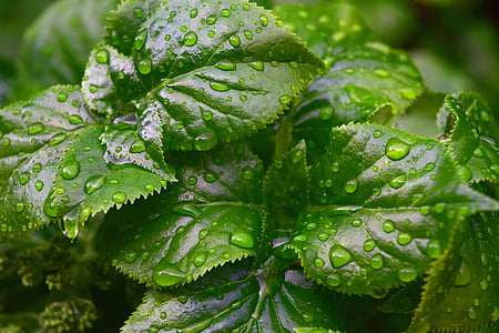 green leaves with water droplets thumbnail