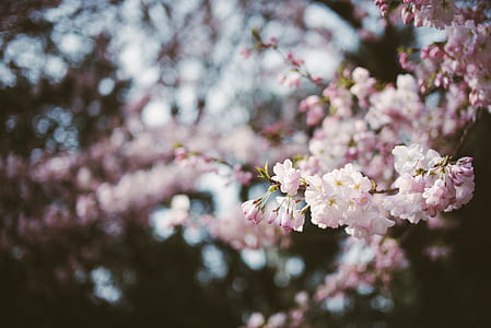 selective photo of white and pink cherry blossom thumbnail