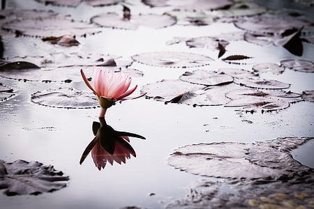 pink lotus flower above body of water thumbnail