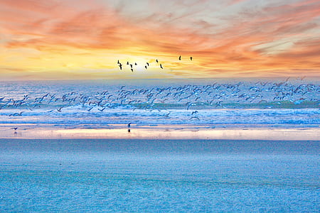 birds flying on the beach thumbnail