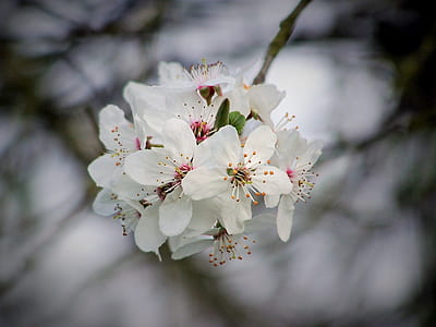 close up photo of white petaled flower thumbnail