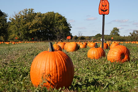 pumpkin field at daytime thumbnail
