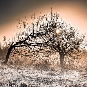 bare trees at daytime thumbnail