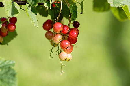 selective-focus photography of red and yellow fruit thumbnail