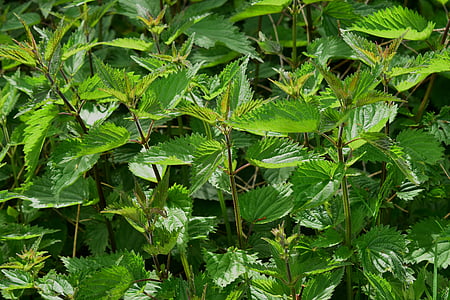 green leafed plants thumbnail