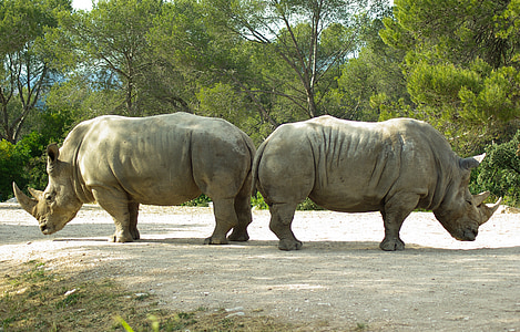 two rhinoceros beside each other thumbnail