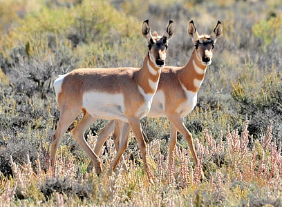 two deer walking on grass thumbnail