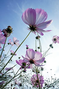 white and purple flower field during daytime thumbnail