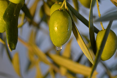 closeup photo of green mango thumbnail
