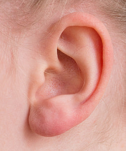 left human ear thumbnail