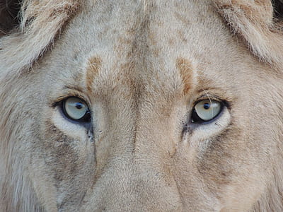 gray and brown lion eye thumbnail