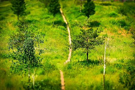 green trees and grasses during daytime thumbnail