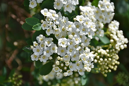 focused white petaled flowers thumbnail