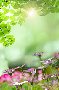 shallow focus photography of pink flowers thumbnail