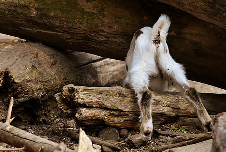 short-coated white dog beside brown wooden trunk thumbnail