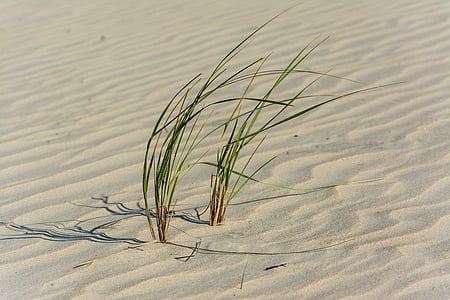 grass on sand thumbnail