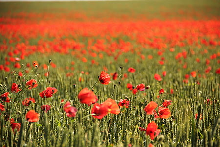selective focus photo of red poppy flower field thumbnail