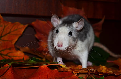 white and grey rat on orange artificial plant thumbnail