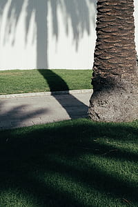 green grass lawn thumbnail
