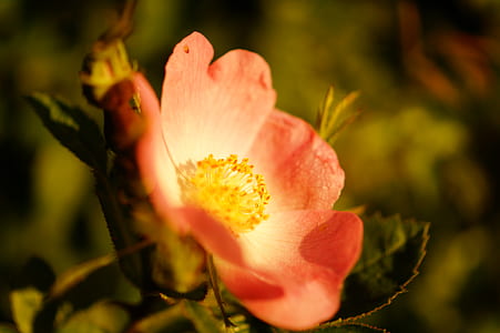 nature, summer, garden, petals thumbnail