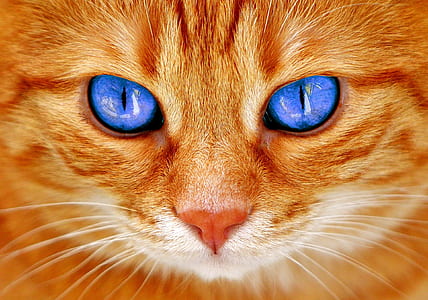 short-coated orange cat with blue eyes thumbnail