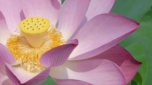 pink lotus flower in bloom close up photo thumbnail
