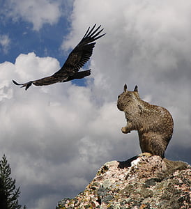 black bird and brown squirrel thumbnail