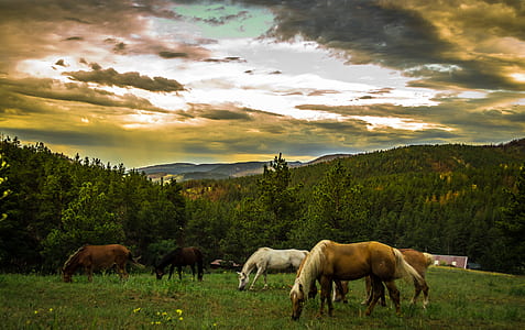 Black Brown and White Horses on Green Grass thumbnail