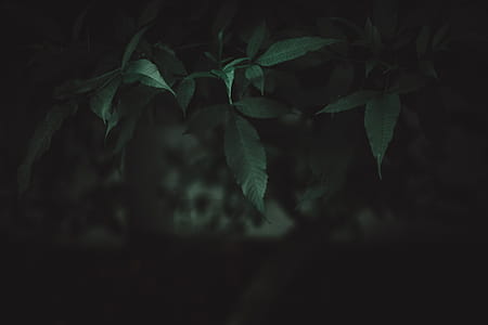 Close-Up Photography of Leaves thumbnail