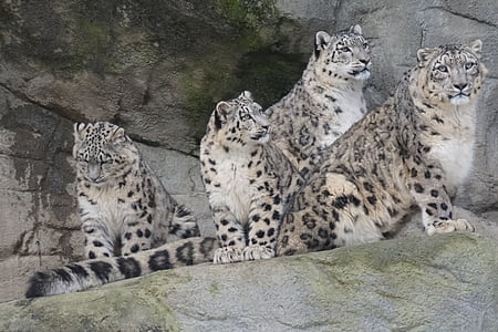 four brown leopards thumbnail