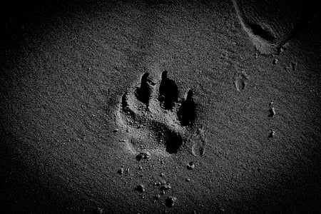 animal paw print thumbnail