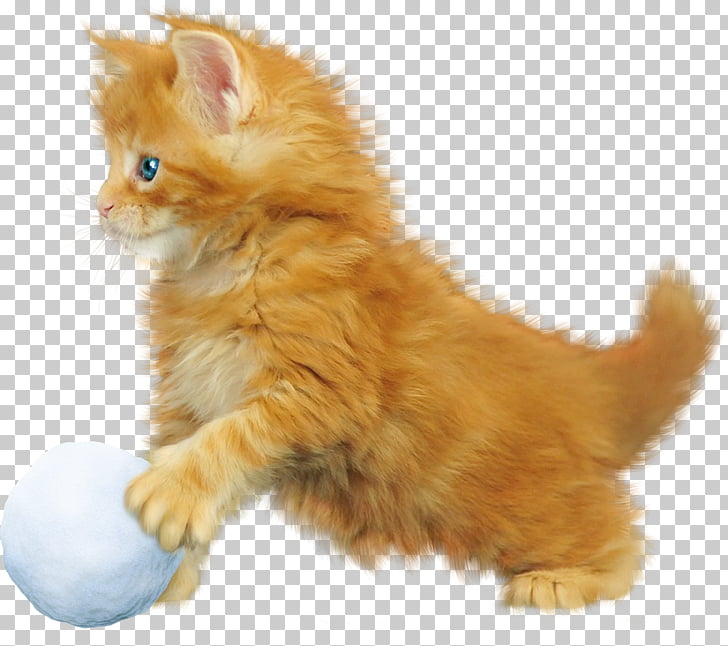 Kurilian Bobtail Maine Coon Kitten Animal Domestic Short Haired
